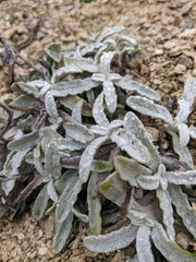 Sideritis catillaris