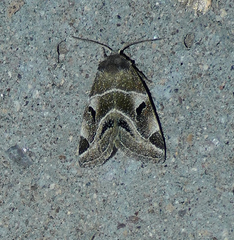 Plagiomimicus triplagiatus