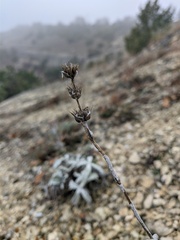 Sideritis catillaris