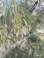 Baccharis sarothroides