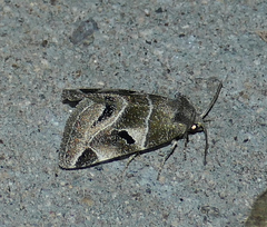 Plagiomimicus triplagiatus