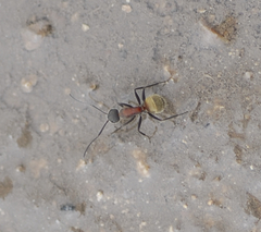 Camponotus rubrithorax