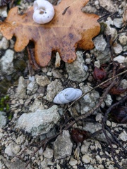 Brephulopsis cylindrica