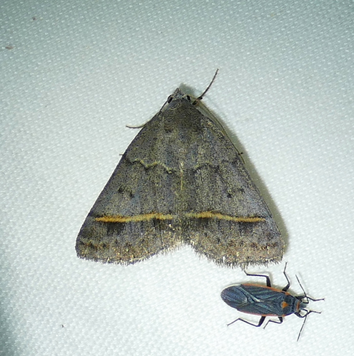 Ptichodis bucetum photo 3