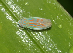 Linnavuoriella arcuata