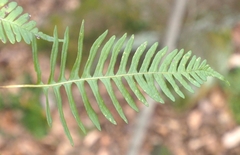 Polypodium appalachianum