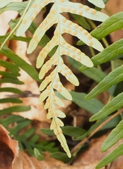 Polypodium appalachianum