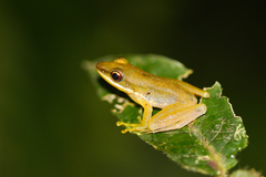 Chalcorana raniceps