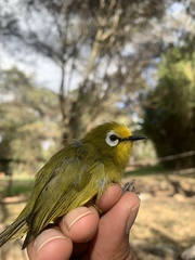Zosterops kikuyuensis