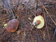 Boletus fibrillosus