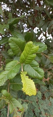 Ochna inermis