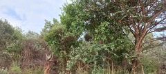 Ochna inermis
