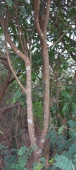 Ochna inermis