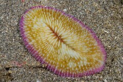Ctenactis
