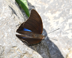 Archaeoprepona chromus