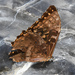 Morpho amphitryon - Photo (c) Roger Rittmaster, some rights reserved (CC BY-NC), uploaded by Roger Rittmaster