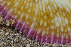 Ctenactis