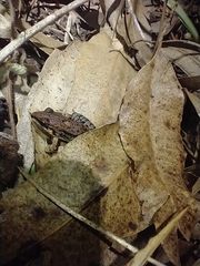 Leptodactylus fragilis
