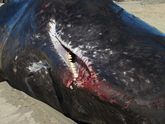 Physeter macrocephalus