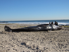 Physeter macrocephalus