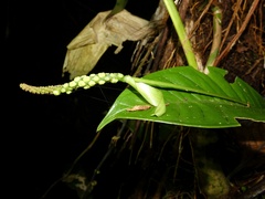 Anthurium terryae