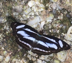 Athyma nefte subrata