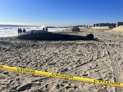 Physeter macrocephalus