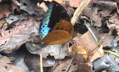 Lexias pardalis dirteana