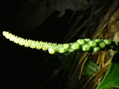 Anthurium terryae