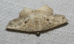 Polyacme subpulchra