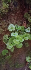 Dichondra repens
