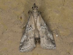 Alpheias transferens