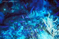 Epinephelus striatus