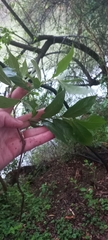 Combretum erythrophyllum
