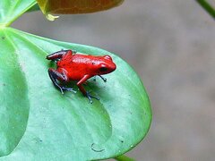 Oophaga
