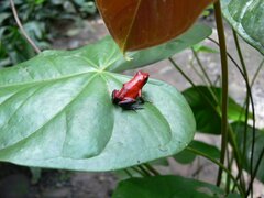 Oophaga