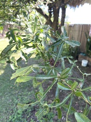 Crescentia alata