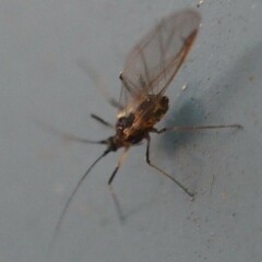 Macrosiphini