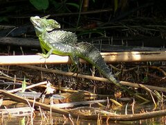 Basiliscus plumifrons