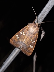 Gortyna borelii lunata