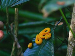 Bothriechis schlegelii