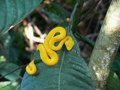 Bothriechis schlegelii