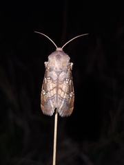 Gortyna borelii lunata