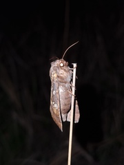 Gortyna borelii lunata