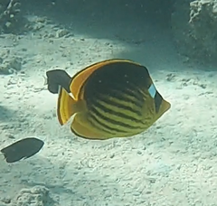 Chaetodon fasciatus
