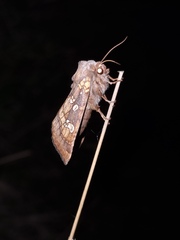 Gortyna borelii lunata