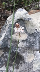 Chlorophytum graminifolium