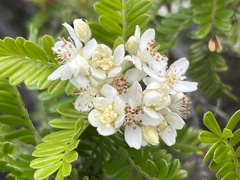 Osteomeles anthyllidifolia