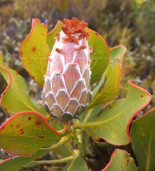 Protea speciosa