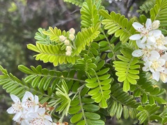 Osteomeles anthyllidifolia